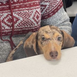Nutmeg - Dachshund