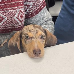 Nutmeg - Dachshund