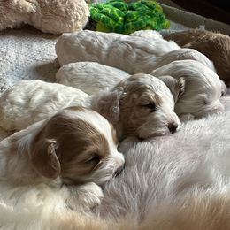 Cavapoo Puppies from The Little Park Farm