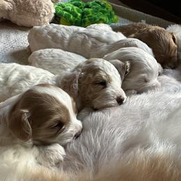 Cavapoo Puppies from The Little Park Farm