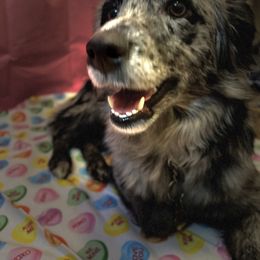 Australian Shepherd All Grown Up from Aussie Angels