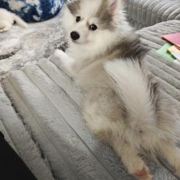 Pomsky Puppies from Idaho Pomsky