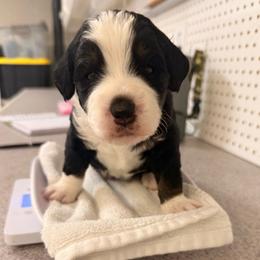 Magnolia - Tri-color female Bernedoodle puppy in Irmo, South Carolina from Palmetto Bernedoodles Boutique