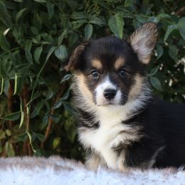 Tri girl - Black and tan female Pembroke Welsh Corgi puppy in Caliente, California from Rafter Cross 7