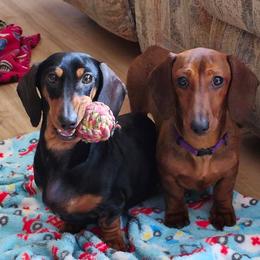 Dachshunds from Nomala