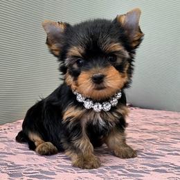 Pixie TEACUP - Blue and gold female Yorkshire Terrier puppy in Monticello, Iowa from Ashley’s Puppies