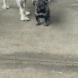 Miniature Schnauzer Puppies from Ancient City Schnauzers
