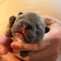 TBD - Blue female French Bulldog puppy in Spanaway, Washington from Frog Faced Frenchies