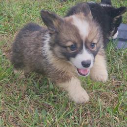 Stetson - Sable male Pembroke Welsh Corgi puppy in Orrtanna, Pennsylvania from Mountain Top Shepherd's