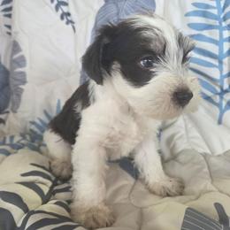 Annheim - Parti female Miniature Schnauzer puppy in Paradise, Utah from Highbornschnauzers