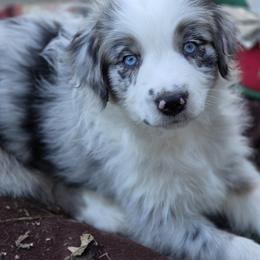 Australian Shepherd Puppies from Blue Barn Aussies ltd