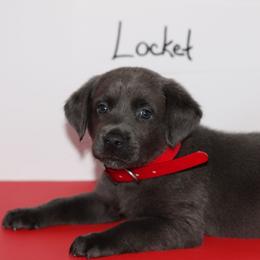 Locket - Black male Labrador Retriever puppy in Morrilton, Arkansas from Ancient Dogges Performance Dogs