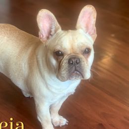 Leia - French Bulldog