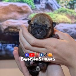 YUZUKI - Red female Shiba Inu puppy in Minnesota from BonsaiShibas