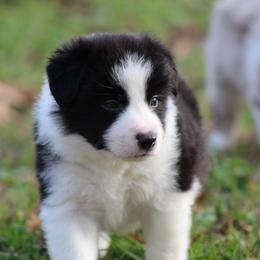Haze - Black male Border Collie puppy in Tylertown, Mississippi from Cool Meadow Farms