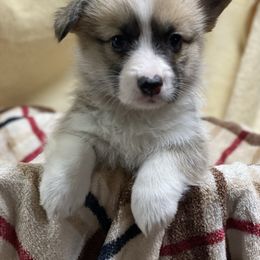 Lucy - Sable female Pembroke Welsh Corgi puppy in Urbana, Ohio from Edgewood Farm and Kennel