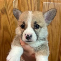 Spock - Red male Pembroke Welsh Corgi puppy in Delton, Michigan from CorGizmo