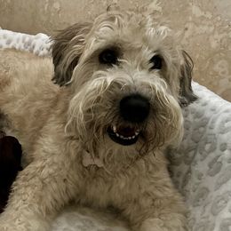 Soft Coated Wheaten Terriers from Koontz Family Wheatens