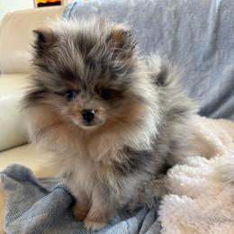 Starlight - Blue merle female Pomeranian puppy in San Diego, California from PS pomeranians