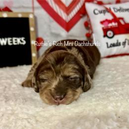 Girl two - Chocolate and cream female Dachshund puppy in Lakeland, Florida from Ruthie’s Rich Mini Dachshunds