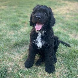 Bernedoodle Puppies from Doggy Darlins