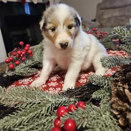 Snow White - Blue merle female Collie puppy in Tennessee from Voneida Collies & Corgis