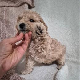 Goldy - male Maltipoo puppy in Corona, California from Poodle house CA