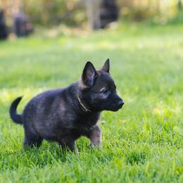 German Shepherd Puppies from Faoladh German Shepherds