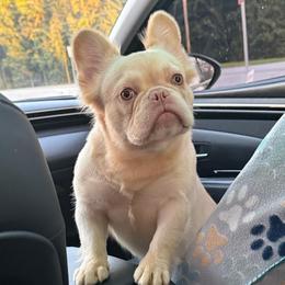 Crème Brûlée - French Bulldog