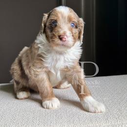 Jasper - Chocolate merle male Bernedoodle puppy in Tulsa, Oklahoma from The Poodle Co. Raising Doodles & Poodles
