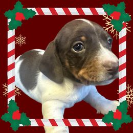 Stewie - Piebald male Dachshund puppy in Sallisaw, Oklahoma from Wild West Dachshunds