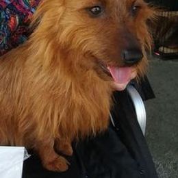 Australian Terriers from Braedeen