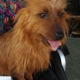 Australian Terriers from Braedeen
