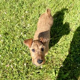 Irish Terrier Puppies from Red Branch Irish Terriers