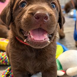 Latte - Chocolate female Labrador Retriever puppy in Hurricane, Utah from Mahmen's Meadow Retrievers