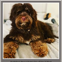 Kaya - Australian Labradoodle
