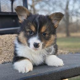 Champ - Black and tan male Pembroke Welsh Corgi puppy in Canton, Texas from Circle M Corgis