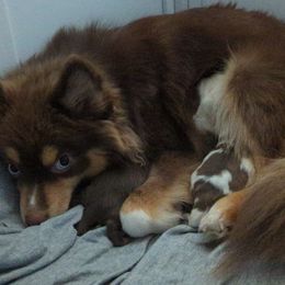 Pomsky Puppies from Tony Hwang