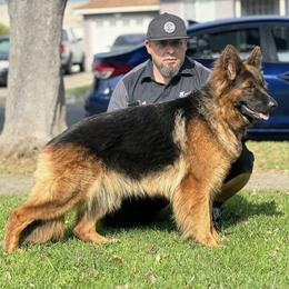 TUZKA - German Shepherd