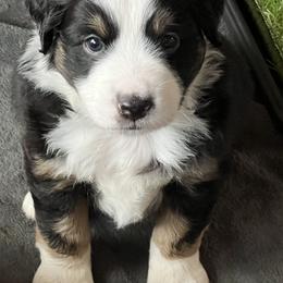 Maxwell - Black tri male Miniature American Shepherd puppy in Troy, Ohio from Wiggle Wags Miniature American Shepherds