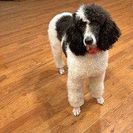 Shasta - Parti female Poodle puppy in Cabool, Missouri from Rafter B Farms