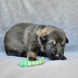 Green - Sable male German Shepherd puppy in Cherryville, North Carolina from Masky Kennel