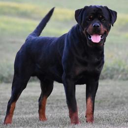 Rottweiler puppies from Sharp Ridge Rottweilers