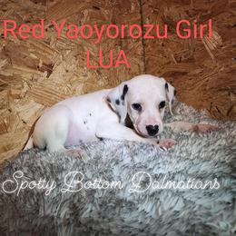 Dalmatian Puppies from Spotty Bottom Dalmatians