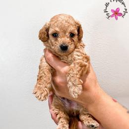 Cracker - Apricot male Maltipoo puppy in Kula, Hawaii from Toy Poodle & Maltipoo Maui