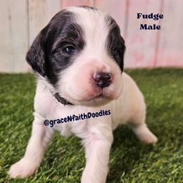 Fudge - Parti male Goldendoodle puppy in Peytno, Colorado from Grace N Faith Doodles