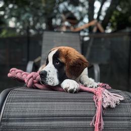 Faith - Saint Bernard