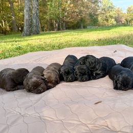 Labrador Retriever Puppies from Hillstone Labradors