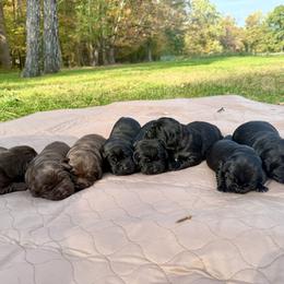 Labrador Retriever Puppies from Hillstone Labradors