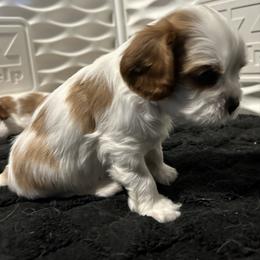 Asher - AKC - Blenheim male Cavalier King Charles Spaniel puppy in Fairmount, Indiana from Dream Maker Cavaliers
